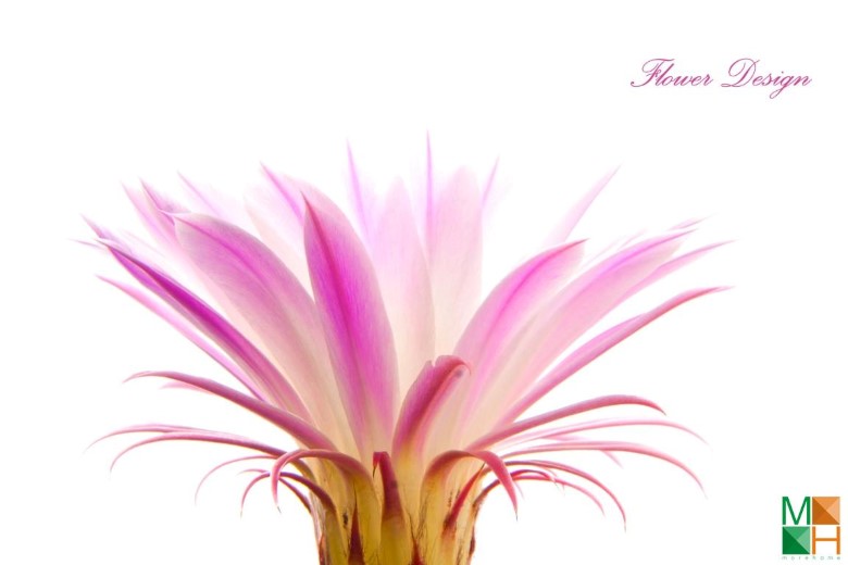 Tranh dán tường phòng ngủ đẹp tại Hà Nội FW - 026